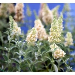 Sommerfuglebusk Buzz 'Ivory' Buddleja Buzz 'Ivory' 3,0 Liter Potte -Osmo Salgsbutik mi4566 buddleja davidii buzz tm ivory 7e38