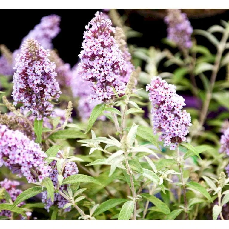 Sommerfuglebusk Buzz 'Sky Blue' Buddleja Buzz 'Sky Blue' 3,0 Liter Potte 6 Sommerfuglebusk Buzz 'Sky Blue' Buddleja Buzz 'Sky Blue' 3,0 Liter Potte - Billede 4