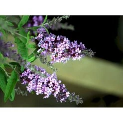Sommerfuglebusk Buzz 'Violet' Buddleja Buzz 'Violet' 3,0 Liter Potte -Osmo Salgsbutik mi4568 buddleja davidii buzz tm violet 2355