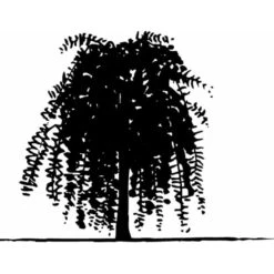 Sibirisk ærtetræ Caragana Arborescens Solitær Busk 150-175 Cm. - Med Klump 8 Sibirisk ærtetræ Caragana Arborescens Solitær Busk 150-175 Cm. - Med Klump -Osmo Salgsbutik mi461 caragana arborescens 3442