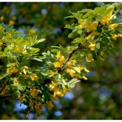 Sibirisk ærtetræ Caragana Arborescens Solitær Busk 150-175 Cm. - Med Klump 9 Sibirisk ærtetræ Caragana Arborescens Solitær Busk 150-175 Cm. - Med Klump -Osmo Salgsbutik mi461 caragana arborescens de7c