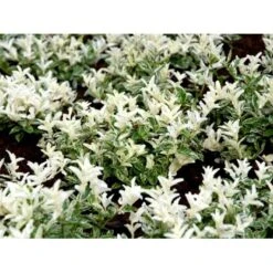 Benved 'Harlequin' Euonymus Fortunei 'Harlequin' Potte 2,0 Liter,- 20-25 Cm. 15 Benved 'Harlequin' Euonymus Fortunei 'Harlequin' Potte 2,0 Liter,- 20-25 Cm. -Osmo Salgsbutik mi4644 euonymus fortunei harlequin 1380