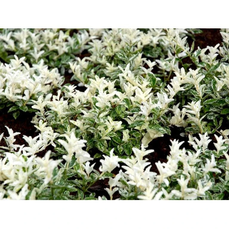 Benved 'Harlequin' Euonymus Fortunei 'Harlequin' Potte 2,0 Liter,- 20-25 Cm. 9 Benved 'Harlequin' Euonymus Fortunei 'Harlequin' Potte 2,0 Liter,- 20-25 Cm. - Billede 7