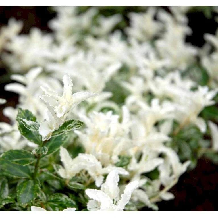 Benved 'Harlequin' Euonymus Fortunei 'Harlequin' Potte 2,0 Liter,- 20-25 Cm. 8 Benved 'Harlequin' Euonymus Fortunei 'Harlequin' Potte 2,0 Liter,- 20-25 Cm. - Billede 6