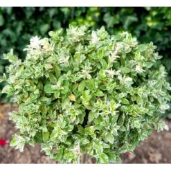 Benved 'Harlequin' Euonymus Fortunei 'Harlequin' Potte 2,0 Liter,- 20-25 Cm. 13 Benved 'Harlequin' Euonymus Fortunei 'Harlequin' Potte 2,0 Liter,- 20-25 Cm. -Osmo Salgsbutik mi4644 euonymus fortunei harlequin eefb