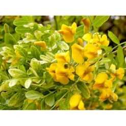 Hænge-Ærtetræ Caragana Arborescens 'Pendula' Opstammet 120 Cm. Med Potte -Osmo Salgsbutik mi466 caragana arborescens pendula b36c