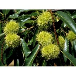 Ægte Kastanje 'Marigoule' Castanea Sativa 'Marigoule' Opbundet Til Ca. 150 Cm. Med Potte -Osmo Salgsbutik mi484 castanea sativa 357d