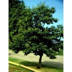 Ægte Kastanje 'Marigoule' Castanea Sativa 'Marigoule' Opbundet Til Ca. 150 Cm. Med Potte -Osmo Salgsbutik mi484 castanea sativa 58f5