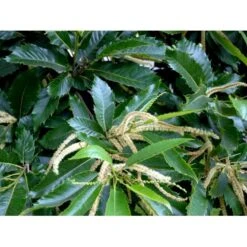 Ægte Kastanje 'Marigoule' Castanea Sativa 'Marigoule' Opbundet Til Ca. 150 Cm. Med Potte -Osmo Salgsbutik mi484 castanea sativa 9b92