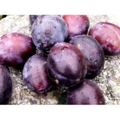 Blomme 'Hanita' Prunus Domestica 'Hanita' 4-8 Grene, 130-170 Cm. 10 Liter Potte. (S.J.A.) 8 Blomme 'Hanita' Prunus Domestica 'Hanita' 4-8 Grene, 130-170 Cm. 10 Liter Potte. (S.J.A.) -Osmo Salgsbutik mi4899 prunus domestica hanita 623c