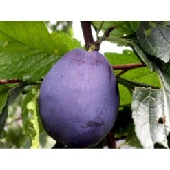 Blomme 'Hanita' Prunus Domestica 'Hanita' 4-8 Grene, 130-170 Cm. 10 Liter Potte. (S.J.A.) 9 Blomme 'Hanita' Prunus Domestica 'Hanita' 4-8 Grene, 130-170 Cm. 10 Liter Potte. (S.J.A.) -Osmo Salgsbutik mi4899 prunus domestica hanita baaf