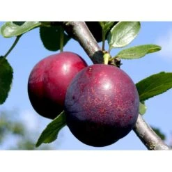 Blomme 'Ive' Prunus Domestica 'Ive' 4-8 Grene, 130-170 Cm. 10 Liter Potte. (S.J.A.) 7 Blomme 'Ive' Prunus Domestica 'Ive' 4-8 Grene, 130-170 Cm. 10 Liter Potte. (S.J.A.) -Osmo Salgsbutik mi4900 prunus domestica ive 94f2