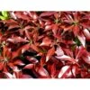 Pieris 'Katsura' Pieris Japonica 'Katsura' Potte 3,0 Liter,- 25-30 Cm. -Osmo Salgsbutik mi4904 pieris japonica katsura e390