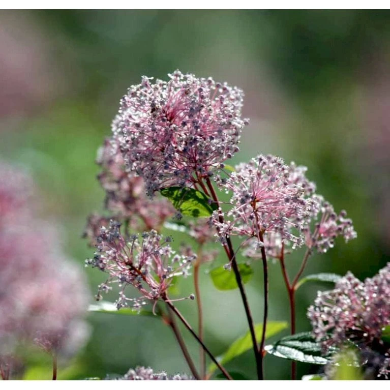 Amerikansk Syren 'Marie Simon' Ceanothus Pallidus 'Marie Simon' 3,5 Liter Potte 3 Amerikansk Syren 'Marie Simon' Ceanothus Pallidus 'Marie Simon' 3,5 Liter Potte