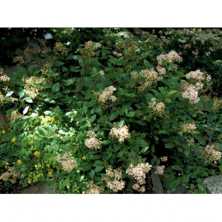 Amerikansk Syren 'Marie Simon' Ceanothus Pallidus 'Marie Simon' 3,5 Liter Potte 6 Amerikansk Syren 'Marie Simon' Ceanothus Pallidus 'Marie Simon' 3,5 Liter Potte - Billede 4
