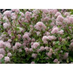 Amerikansk Syren 'Marie Simon' Ceanothus Pallidus 'Marie Simon' 3,5 Liter Potte 8 Amerikansk Syren 'Marie Simon' Ceanothus Pallidus 'Marie Simon' 3,5 Liter Potte -Osmo Salgsbutik mi491 ceanothus x pallidus marie simon f2a9