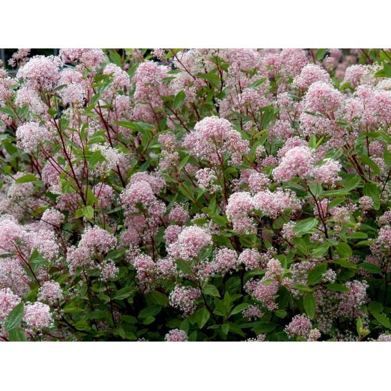 Amerikansk Syren 'Marie Simon' Ceanothus Pallidus 'Marie Simon' 3,5 Liter Potte 5 Amerikansk Syren 'Marie Simon' Ceanothus Pallidus 'Marie Simon' 3,5 Liter Potte - Billede 3