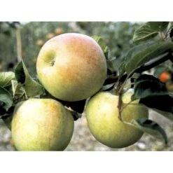 Æble 'Aroma' Malus X 'Aroma' 4-8 Grene. 120-160 Cm. Potte, (M7) -Osmo Salgsbutik mi5008 malus domestica aroma 0639