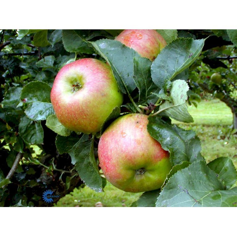 ÆBLE 'BRAMLEY' Malus Domestica 'Bramley' 4-8 Grene, 120-160 Cm. 7,5 Liter Potte 4 ÆBLE 'BRAMLEY' Malus Domestica 'Bramley' 4-8 Grene, 120-160 Cm. 7,5 Liter Potte - Billede 2