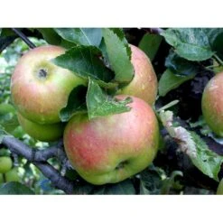 ÆBLE 'BRAMLEY' Malus Domestica 'Bramley' 4-8 Grene, 120-160 Cm. 7,5 Liter Potte