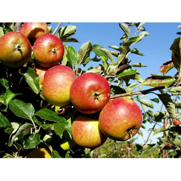 Æble 'Cox Orange Queen' Malus X 'Cox Orange Queen' Espalier 2 Etager,- Med Potte 3 Æble 'Cox Orange Queen' Malus X 'Cox Orange Queen' Espalier 2 Etager,- Med Potte