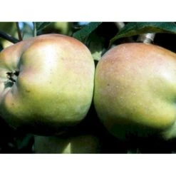 Æble 'Filippa' Malus X 'Filippa' Espalier 2 Etager,- Med Potte -Osmo Salgsbutik mi5022 malus domestica filippa 380d