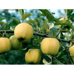 Æble 'Golden Delicious' Malus X 'Golden Delicious' 4-8 Grene, 150-200 Cm. 10 Liter Potte (A-2)