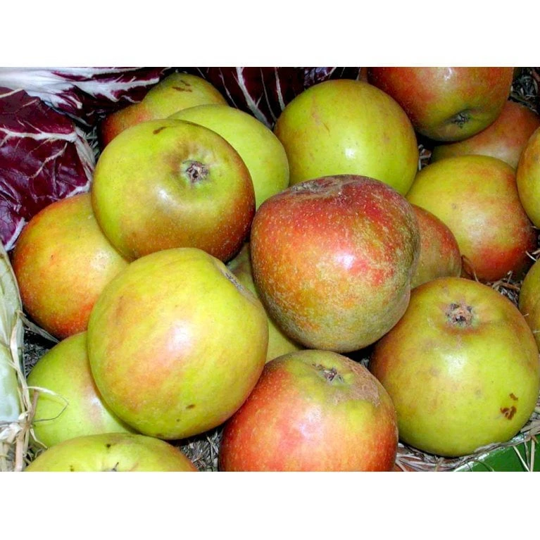 Æble 'Holsteiner Cox' Malus X 'Holsteiner Cox' 4-8 Grene. 120-160 Cm. Potte, (M7) 5 Æble 'Holsteiner Cox' Malus X 'Holsteiner Cox' 4-8 Grene. 120-160 Cm. Potte, (M7) - Billede 3