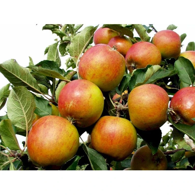 Æble 'Holsteiner Cox' Malus X 'Holsteiner Cox' 4-8 Grene. 120-160 Cm. Potte, (M7) 6 Æble 'Holsteiner Cox' Malus X 'Holsteiner Cox' 4-8 Grene. 120-160 Cm. Potte, (M7) - Billede 4