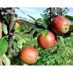 Æble 'Ildrød Pigeon' Malus X 'Ildrød Pigeon' 4-8 Grene. 120-160 Cm. Potte, (M7) -Osmo Salgsbutik mi5038 malus domestica ildroed pigeon 3fc8