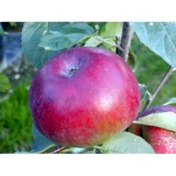 Æble 'Lobo' Malus X 'Lobo' 4-8 Grene, 150-200 Cm. 10 Liter Potte (A-2) -Osmo Salgsbutik mi5048 malus domestica lobo 0125