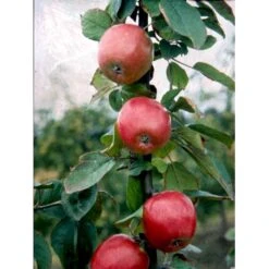 Æble 'Rød Ananas' Malus X 'Rød Ananas' Dværgtræ, 3-5 Grene, 6,7 Liter Potte, 80-100 Cm. -Osmo Salgsbutik mi5065 malus domestica roed ananas 6801