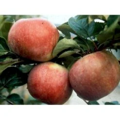 Æble 'Rød Aroma' Malus X 'Rød Aroma' 4-8 Grene. 120-160 Cm. Potte, (M7) -Osmo Salgsbutik mi5066 malus domestica roed aroma 9e2c