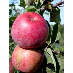 Æble 'Rød Aroma' Malus X 'Rød Aroma' 4-8 Grene. 120-160 Cm. Potte, (M7) -Osmo Salgsbutik mi5066 malus domestica roed aroma cd11
