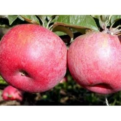 Æble 'Rød Aroma' Malus X 'Rød Aroma' 4-8 Grene. 120-160 Cm. Potte, (M7) -Osmo Salgsbutik mi5066 malus domestica roed aroma fa34