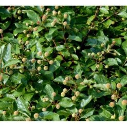 Knopbusk Cephalanthus Occidentalis Potte 2,0 Liter,- 30-40 Cm. 9 Knopbusk Cephalanthus Occidentalis Potte 2,0 Liter,- 30-40 Cm. -Osmo Salgsbutik mi509 cephalanthus occidentalis f2d3