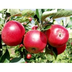 Æble 'Discovery' Malus X 'Discovery' Dværgtræ, 3-5 Grene, 6,7 Liter Potte, 80-100 Cm. -Osmo Salgsbutik mi5106 malus makamik 5270