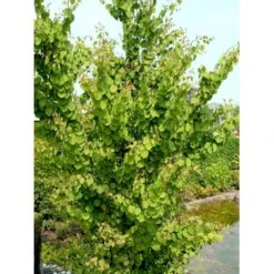 Hjertetræ Cercidiphyllum Japonicum Potte 12 Liter,- 100-125 Cm. -Osmo Salgsbutik mi511 cercidiphyllum japonicum 3eca