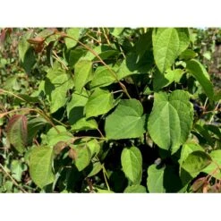 Hjertetræ Cercidiphyllum Japonicum Potte 12 Liter,- 100-125 Cm. -Osmo Salgsbutik mi511 cercidiphyllum japonicum 6be5