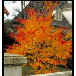 Hjertetræ Cercidiphyllum Japonicum Potte 12 Liter,- 100-125 Cm. -Osmo Salgsbutik mi511 cercidiphyllum japonicum a066