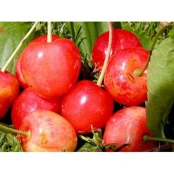 Sød Kirsebær 'Merton Glory' - Kræver Bestøver Prunus X 'Merton Glory' - Kræver Bestøver 4-8 Grene, 130-170 Cm. 10 Liter Potte (Colt) 7 Sød Kirsebær 'Merton Glory' - Kræver Bestøver Prunus X 'Merton Glory' - Kræver Bestøver 4-8 Grene, 130-170 Cm. 10 Liter Potte (Colt) -Osmo Salgsbutik mi5148 prunus avium merton glory 94ce