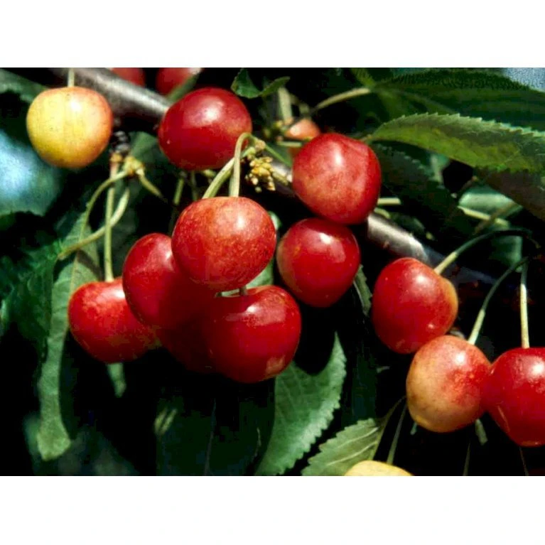Sød Kirsebær 'Merton Glory' - Kræver Bestøver Prunus X 'Merton Glory' - Kræver Bestøver 4-8 Grene, 130-170 Cm. 10 Liter Potte (Colt) 3 Sød Kirsebær 'Merton Glory' - Kræver Bestøver Prunus X 'Merton Glory' - Kræver Bestøver 4-8 Grene, 130-170 Cm. 10 Liter Potte (Colt)