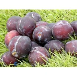 Blomme 'Herman' Prunus Domestica 'Herman' 4-8 Grene, 130-170 Cm. 10 Liter Potte. (S.J.A.)