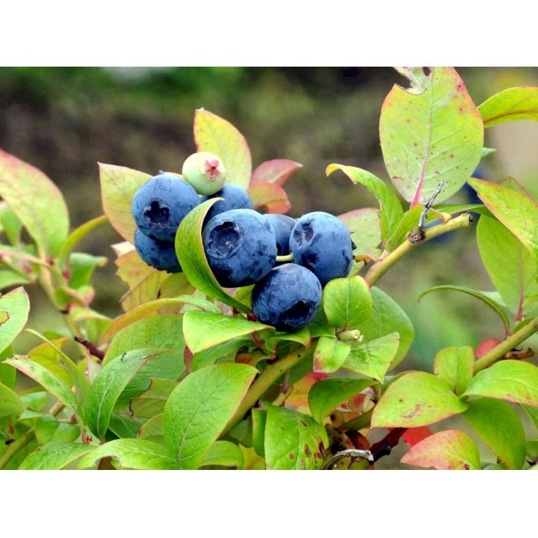 Storfrugtet Blåbær 'Elizabeth' Vaccinium Corymbosum 'Elizabeth' Potte 2,5 Liter, - 25-30 Cm. 3 Storfrugtet Blåbær 'Elizabeth' Vaccinium Corymbosum 'Elizabeth' Potte 2,5 Liter, - 25-30 Cm.