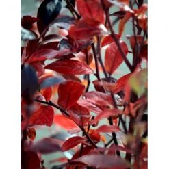 Storfrugtet Blåbær 'Reka' Vaccinium Corymbosum 'Reka' Potte 2,5 Liter, - 25-30 Cm.