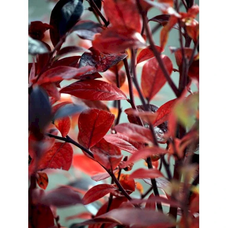 Storfrugtet Blåbær 'Reka' Vaccinium Corymbosum 'Reka' Potte 2,5 Liter, - 25-30 Cm. 3 Storfrugtet Blåbær 'Reka' Vaccinium Corymbosum 'Reka' Potte 2,5 Liter, - 25-30 Cm.