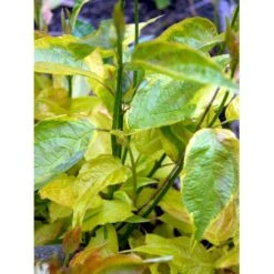 Broget Kornel 'Spaethii' Cornus Alba 'Spaethii' Med Klump,- 150-175 Cm. -Osmo Salgsbutik mi614 cornus alba spaethii 0d36