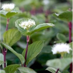 Rødgrenet Kornel 'Sibirica' Cornus Alba 'Sibirica' Potte 12 Liter,- 100-125 Cm. -Osmo Salgsbutik mi618 cornus alba sibirica 11d5