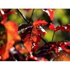 Ildløn Til Hæk Acer Ginnala 5 Liter Potte 17 Ildløn Til Hæk Acer Ginnala 5 Liter Potte -Osmo Salgsbutik mi64 acer ginnala 5021