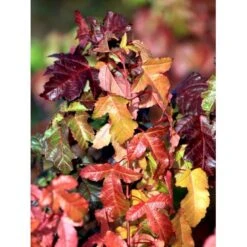 Ildløn Til Hæk Acer Ginnala 5 Liter Potte 16 Ildløn Til Hæk Acer Ginnala 5 Liter Potte -Osmo Salgsbutik mi64 acer ginnala eecb